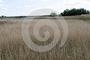 Beautiful summer nature background. Meadow field in prairies with dry tender plants flowers fluffy grass. Warm earthy pink tones