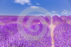 Beautiful summer nature. Lavender field summer sunset landscape near Valensole. Provence, France