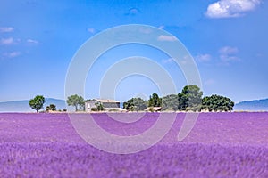 Beautiful summer nature. Lavender field summer sunset landscape near Valensole. Provence, France