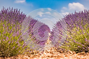 Beautiful summer nature. Lavender field summer sunset landscape near Valensole. Provence, France