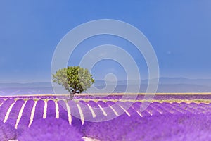 Beautiful summer nature. Lavender field summer sunset landscape near Valensole. Provence, France