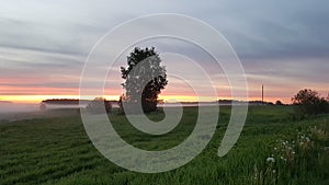 Beautiful summer panoramic landscape with sun and tree silhouette and meadows at sunrise. the meadow is covered with white mist