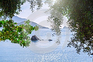 Beautiful summer panoramic seascape. View of the the sea bay with crystal clear azure water. The branches of the old olive tree in