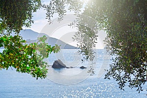 Beautiful summer panoramic seascape. View of the the sea bay with crystal clear azure water. The branches of the old olive tree in