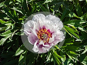 Beautiful, summer peony paeonia `Cora Louise` with large, pure white, semi double flowers, that open to flushed lavender to