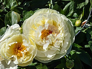 Beautiful, summer peony paeonia `Lemon chiffon` with pale lemon ruffled petals surrounding a center full of bright golden-yell