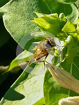 Beautiful summer photo: a bee collects nectar.