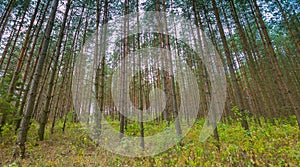 Beautiful summer pine forest