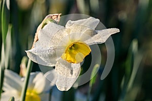Beautiful summer Poeticus daffodils
