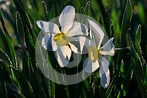 Beautiful summer Poeticus daffodils