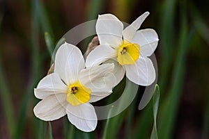 Beautiful summer Poeticus daffodils