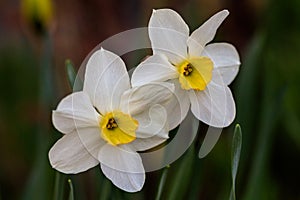 Beautiful summer Poeticus daffodils