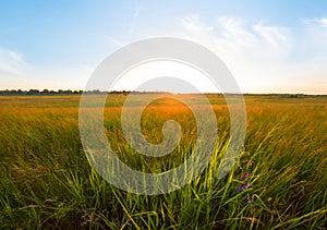 Beautiful summer prairie at the sunset