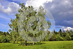 Beautiful summer rural landscape. Birchwood shined with the sun