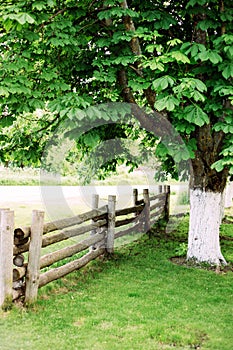 Beautiful summer rural landscape with fresh green chestnut tree and wooden fence. Green coutryside concept.