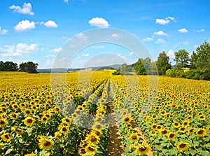 Beautiful summer rural landscape with sunflower field.