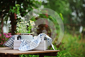 Beautiful summer scene with bouquet of chamomile flowers