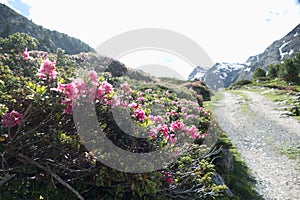 Beautiful summer scenery in otztal alps in austria