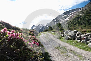 Beautiful summer scenery in otztal alps in austria