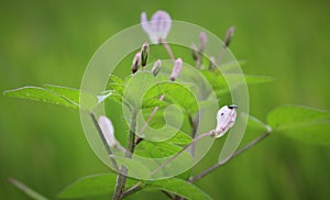 Beautiful summer or spring green meadow with blue flowers of forget-me-nots and Insects. Wild nature landscape