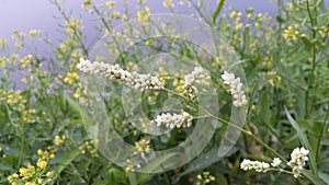 Beautiful summer or spring meadow with blue flowers of forget-me-nots and two flying butterflies. Wild nature landscape