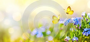 Krásný nebo jaro louka modrý květiny z a dvě létání motýli. divoký příroda 