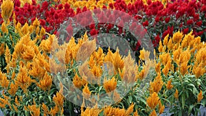 Beautiful summer or spring meadow with red and yellow flowers Wild nature landscape