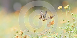Beautiful summer or spring meadow with yellow daisy flowers and two flying butterflies. Wild nature landscape