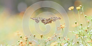 Beautiful summer or spring meadow with yellow daisy flowers and two flying butterflies. Wild nature landscape