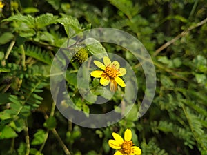 beautiful summer or spring meadow with yellow flowers blooming wild nature landscape