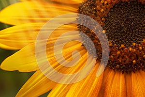 Beautiful summer sunflowers, natural blurred background, selective focus, shallow depth of field