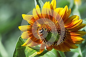 Beautiful summer sunflowers, shaggy bumblebee, natural blurred b