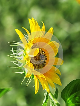 Beautiful summer sunflowers, shaggy bumblebee, natural blurred b