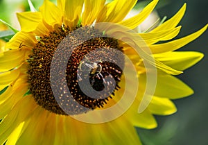 Beautiful summer sunflowers, shaggy bumblebee, natural blurred b