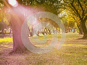 Beautiful Summer Sunny Forest Trees And Green Grass. Nature morning light in public park with green grass field. morning sunlight