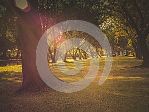 Beautiful Summer Sunny Forest Trees And Green Grass. Nature morning light in public park with green grass field. morning sunlight