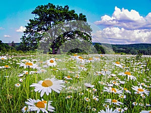 Beautiful summer sunny landscape with a field of daisies, blue sky and white clouds. lonely tree in the meadow and forest in the