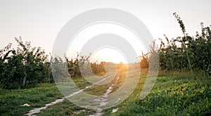 Beautiful summer sunset in apple and pear orchard