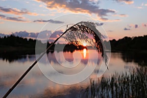 Beautiful summer sunset and pink sky over river. Clouds are reflected in calm water. Tall grass in foreground in the rays of