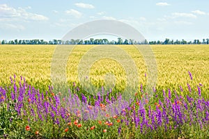 Beautiful summer whea field with flowers.