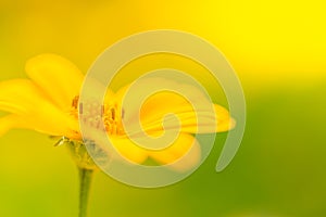 Beautiful summer yellow flowers with blurred bokeh background