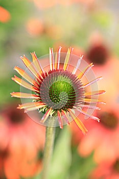 Beautiful summerflowers