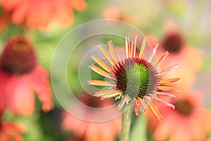 Beautiful summerflowers