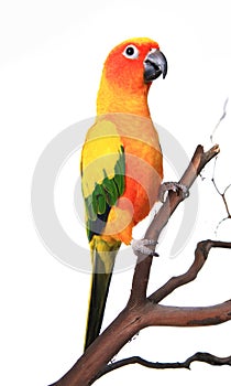 Beautiful Sun Conure Bird photo