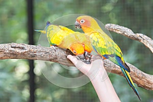 Beautiful Sun Conure Parrot eating from a hand