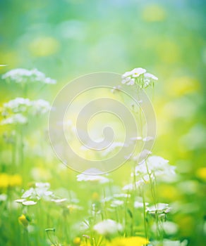 beautiful, sun-drenched spring summer meadow. A frame with soft selective focus