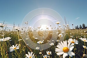 A beautiful, sun-drenched spring summer meadow, Natural colorful panoramic landscape with many wild flowers