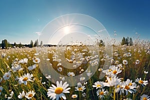 A beautiful, sun-drenched spring summer meadow. Natural colorful panoramic landscape with many wild flowers