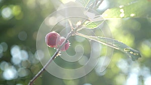 Beautiful sun flare on ripe cherry after rain. Red cherry on a tree branch with a pair of delicious berries. Close-up