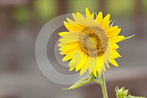 Beautiful sun flower
